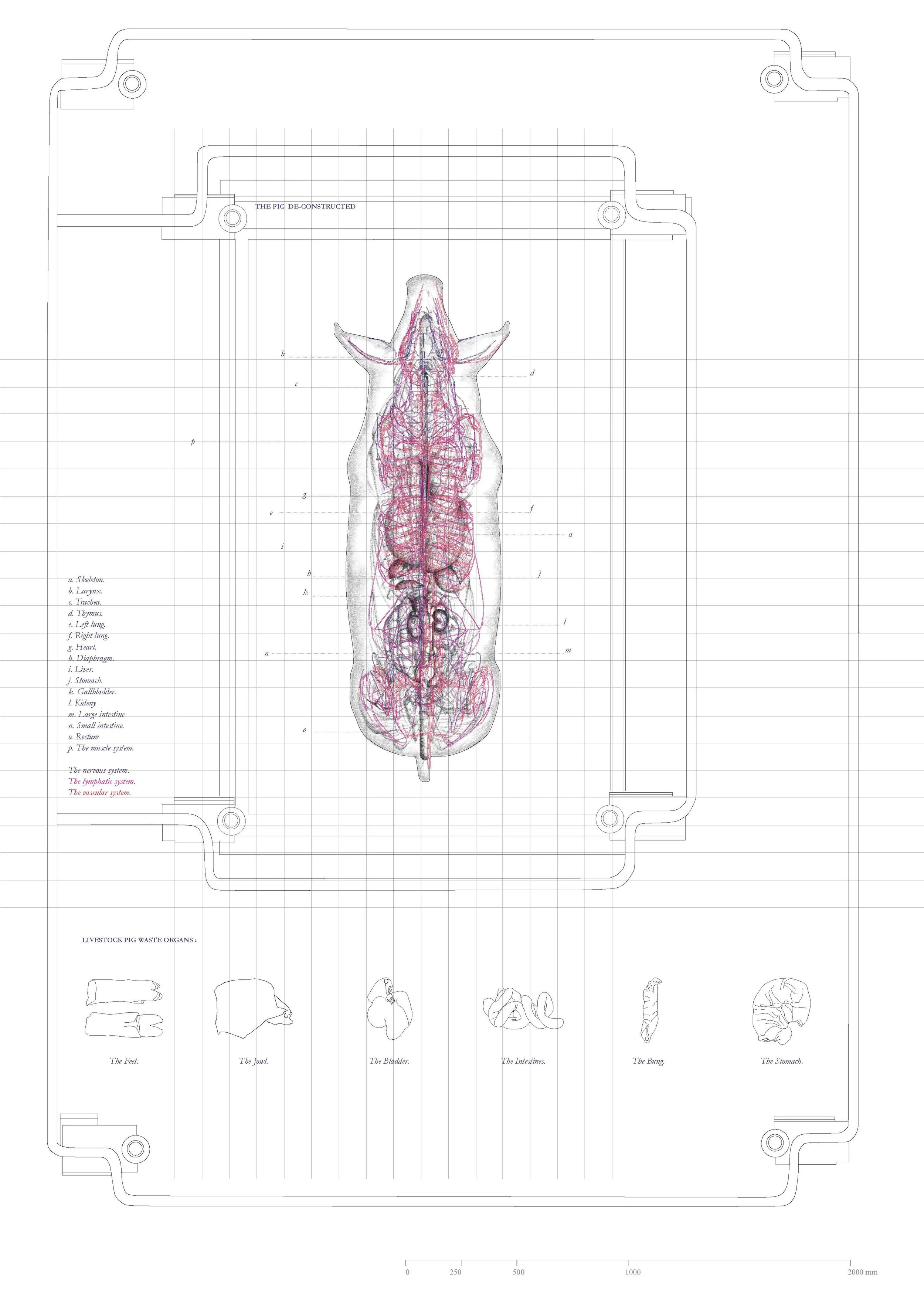 cattle and pig diagrams_Page_1.jpg