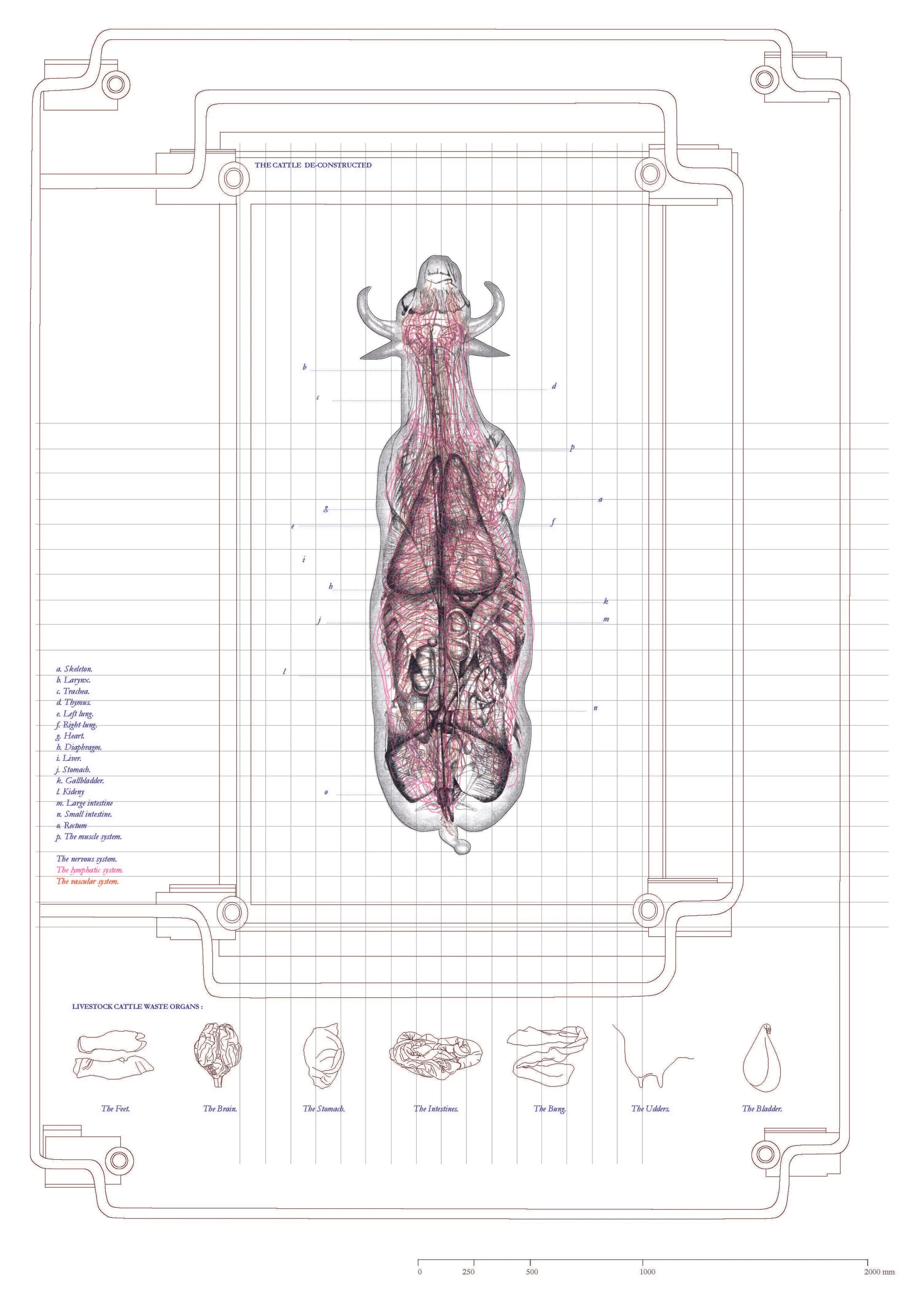 cattle and pig diagrams_Page_2.jpg