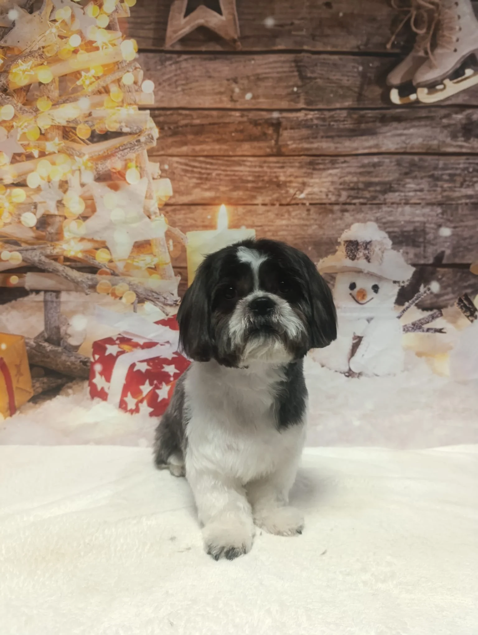 Cachorro de raza pequeña con pelaje negro y blanco, en un escenario decorado navideño con árbol iluminado, regalos envueltos, una vela encendida y un muñeco de nieve de nieve artificial.