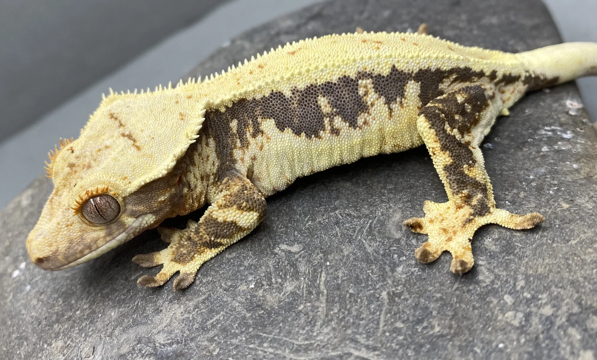 Gecko crestado Lily White (Correlophus ciliatus)