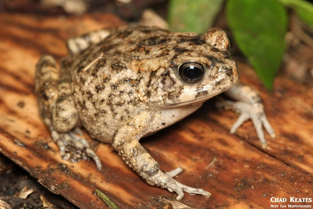 Sapo común africano (Sclerophrys regularis)