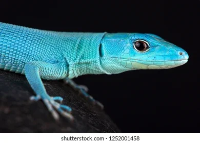 green-keelbellied-lizard-gastropholis-prasina-260nw-1252001458.webp