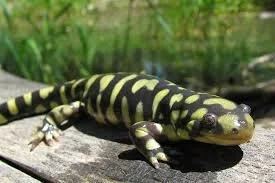 salamandra-tigre.jpg