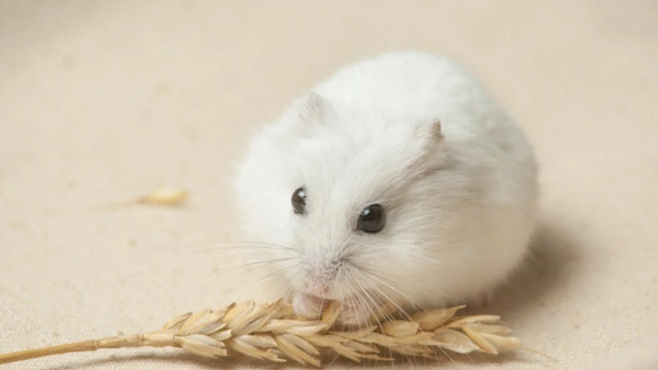 hamster-rus-alimentacio.jpg
