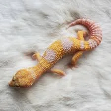 Gecko Leopardo (Eublepharis Macularis)
