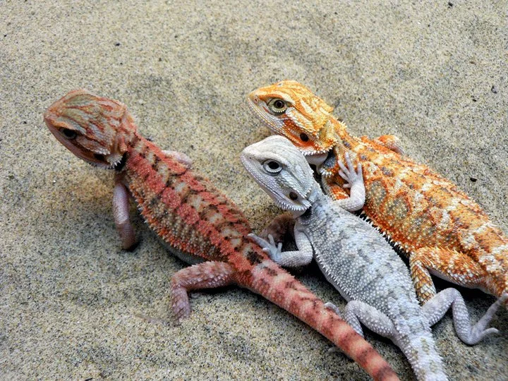 Dragón Barbudo (Pogona vitticeps)