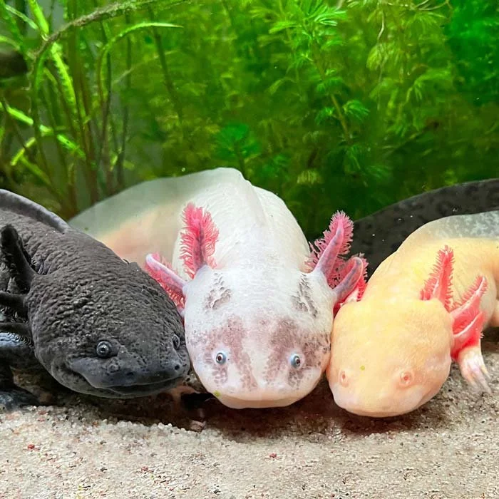 Ajolote (Ambystoma Mexicanum)