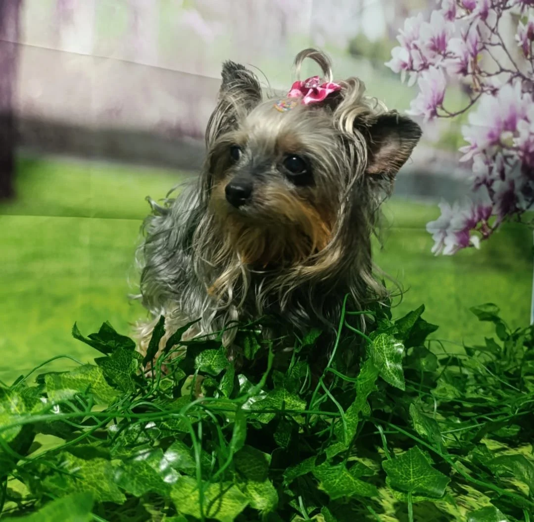Perro con pelo largo y un lazo rosado en la cabeza, rodeado de hojas verdes y con un fondo de césped y flores rosas.