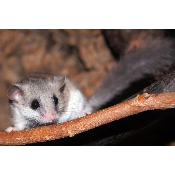 liron-africano-destacado-roedoresdomesticos-600x600.jpg