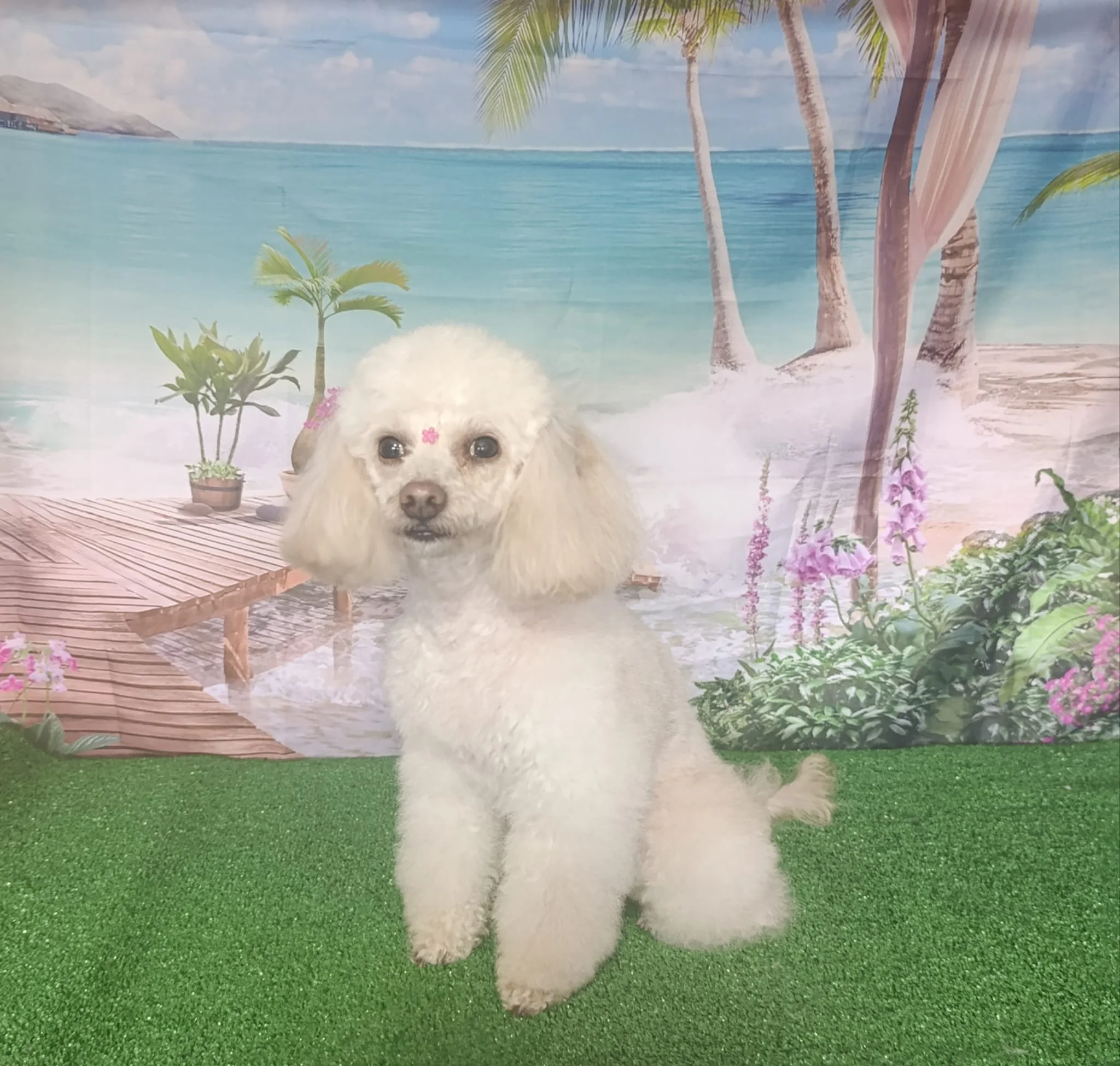 Perro de raza caniche de color blanco en un fondo de playa tropical con palmeras, plantas y flores.