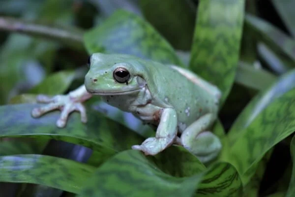 Rana verde arborícola (Litoria caerulea)