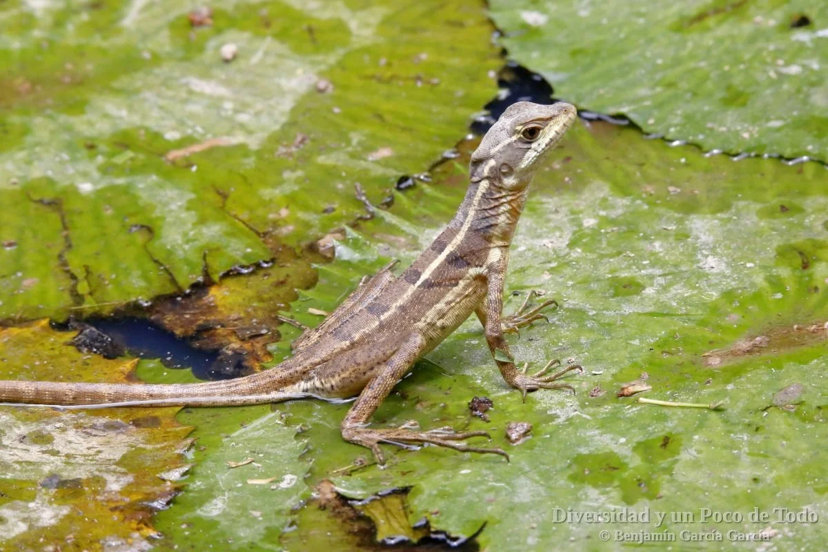 Basilisco marrón (Basiliscus vittatus)