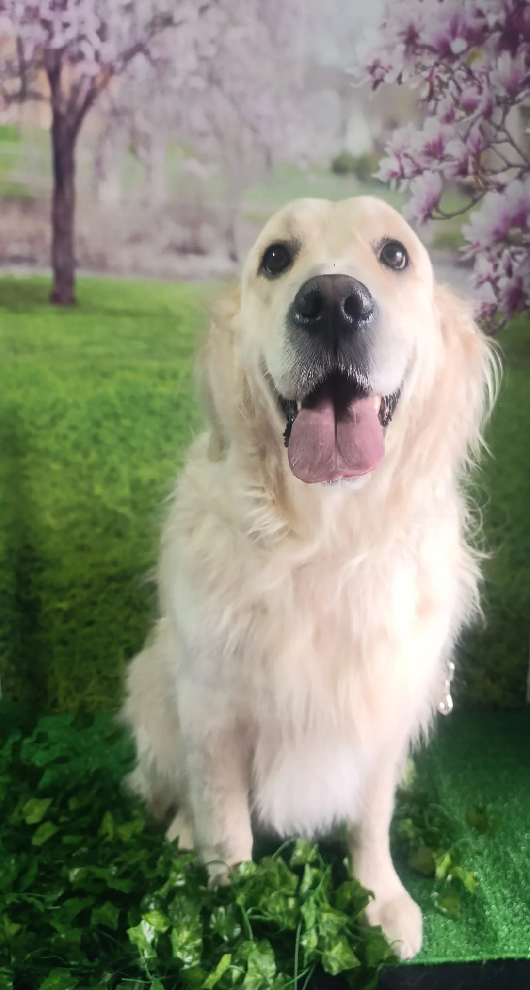 Perro de raza golden retriever sentado frente a un fondo con árboles en flor y césped.