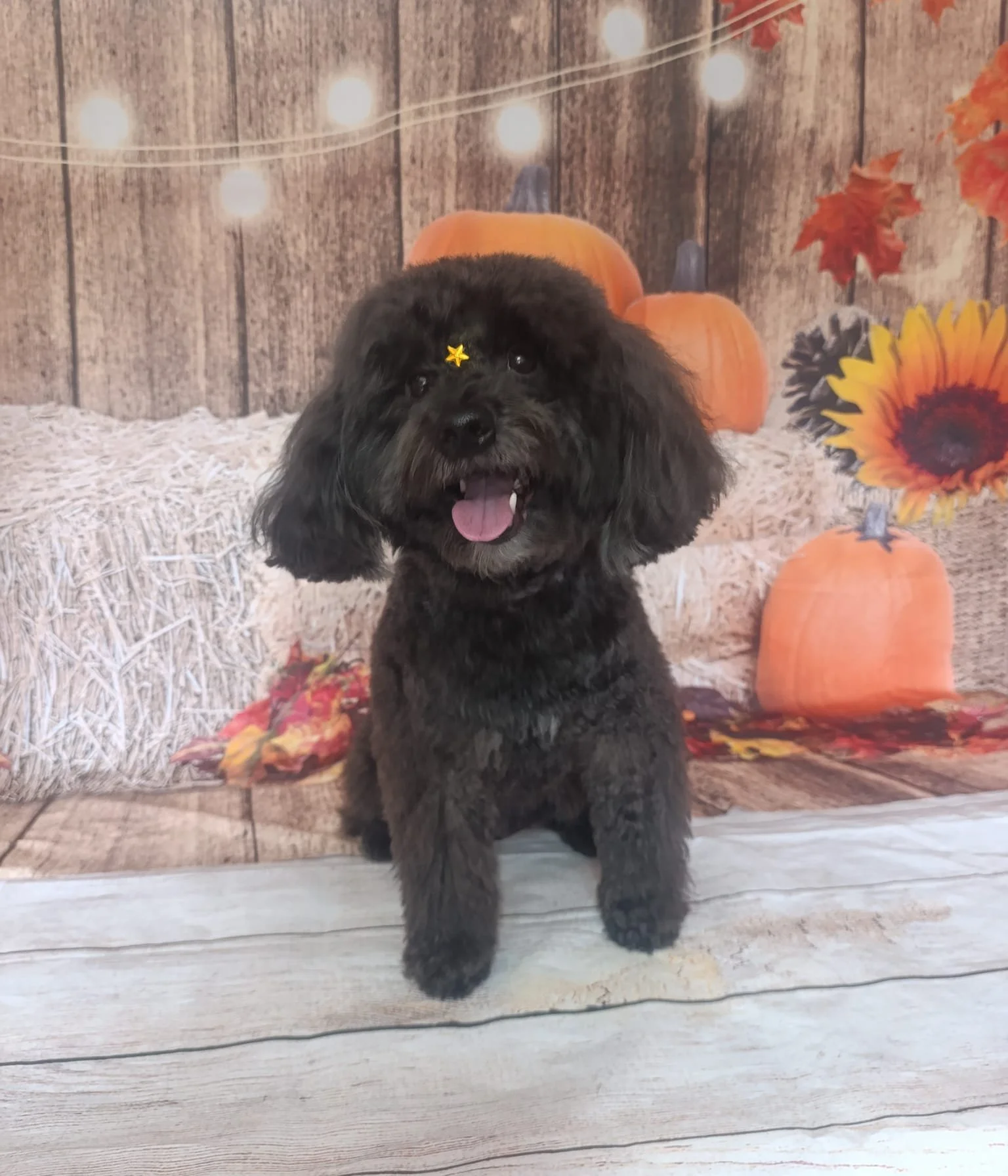 Un perro pequeño y peludo de color negro en un escenario con temática de otoño, con calabazas, flores y luces decorativas.