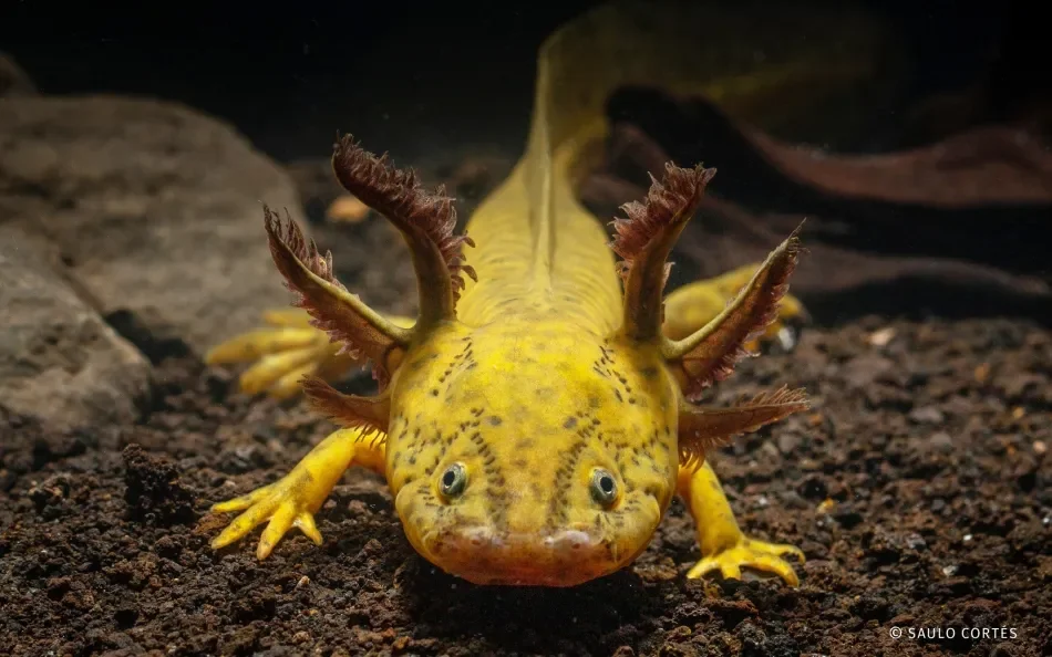 Ambystoma-amblycephalum.webp