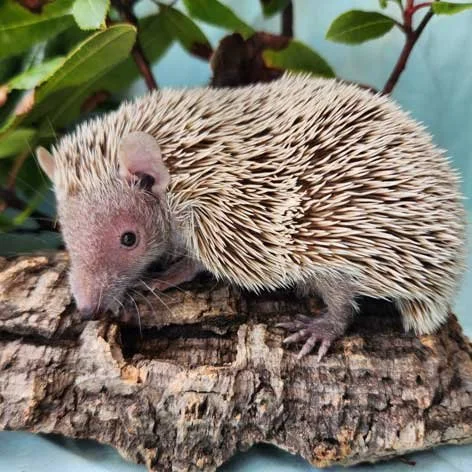 animal-mammal-lesser-hedgehog-tenrec.jpg
