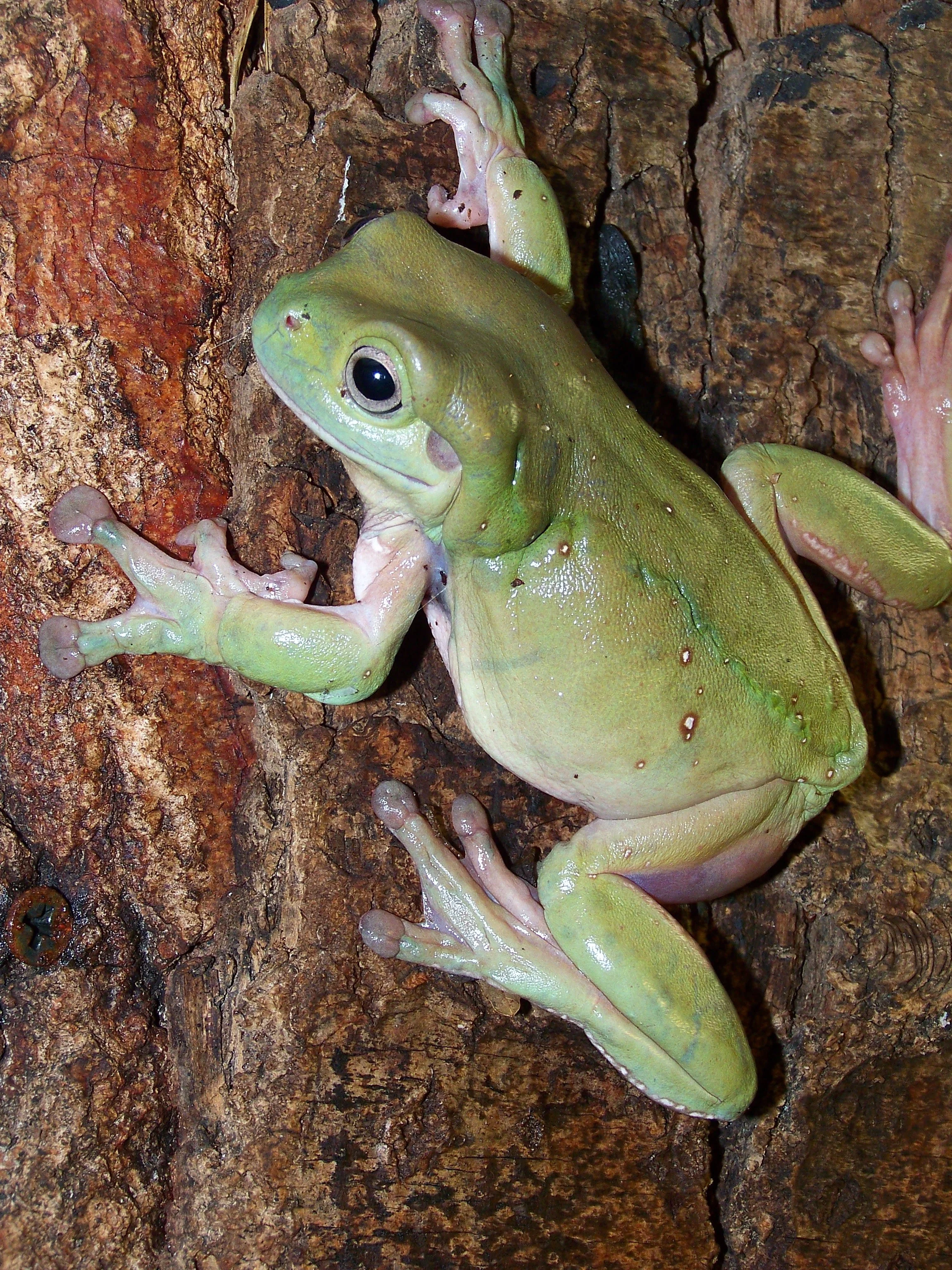 Litoria_caerulea2.jpg