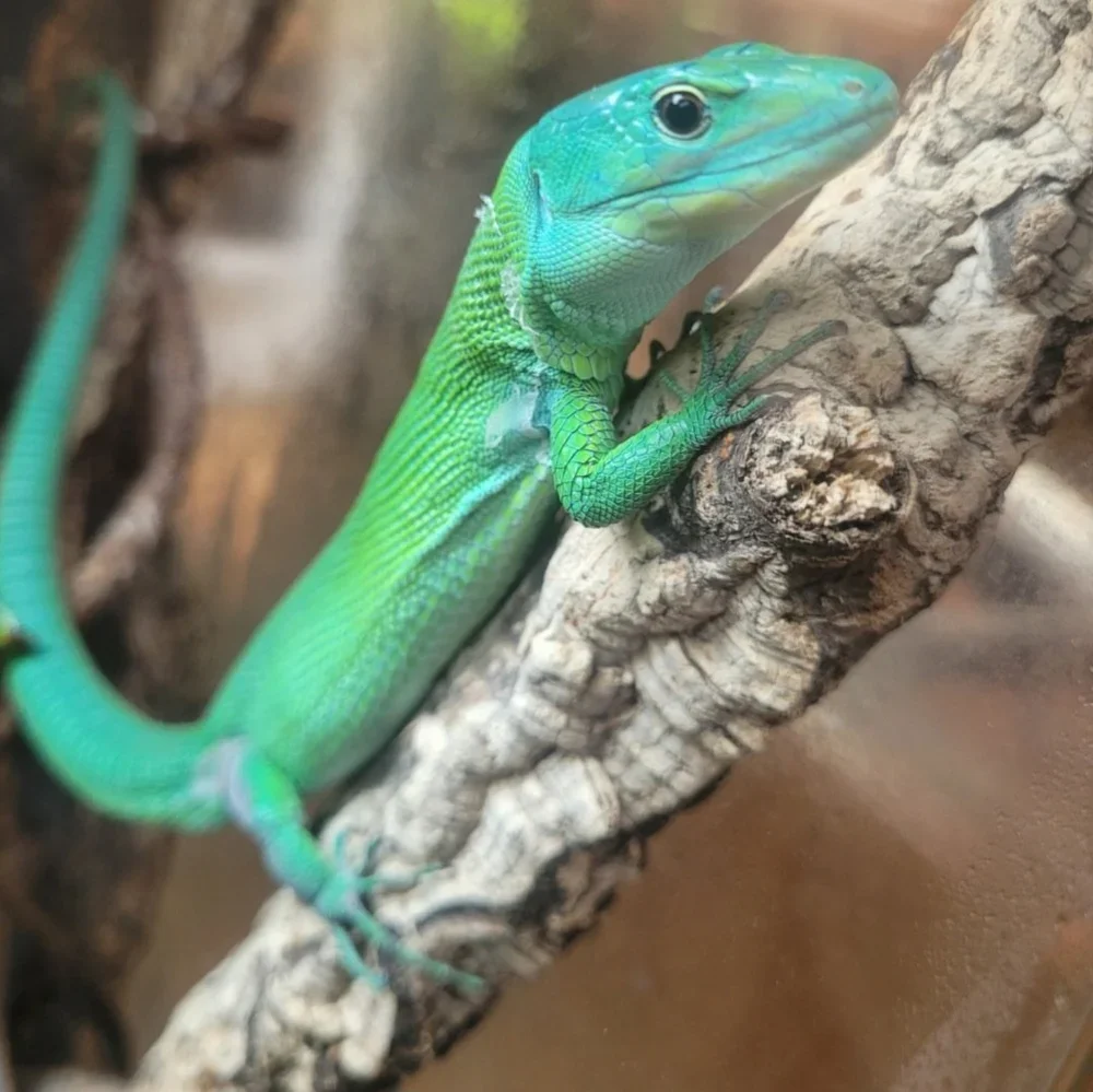 Lagarto culebra (Gastropholis prasina)