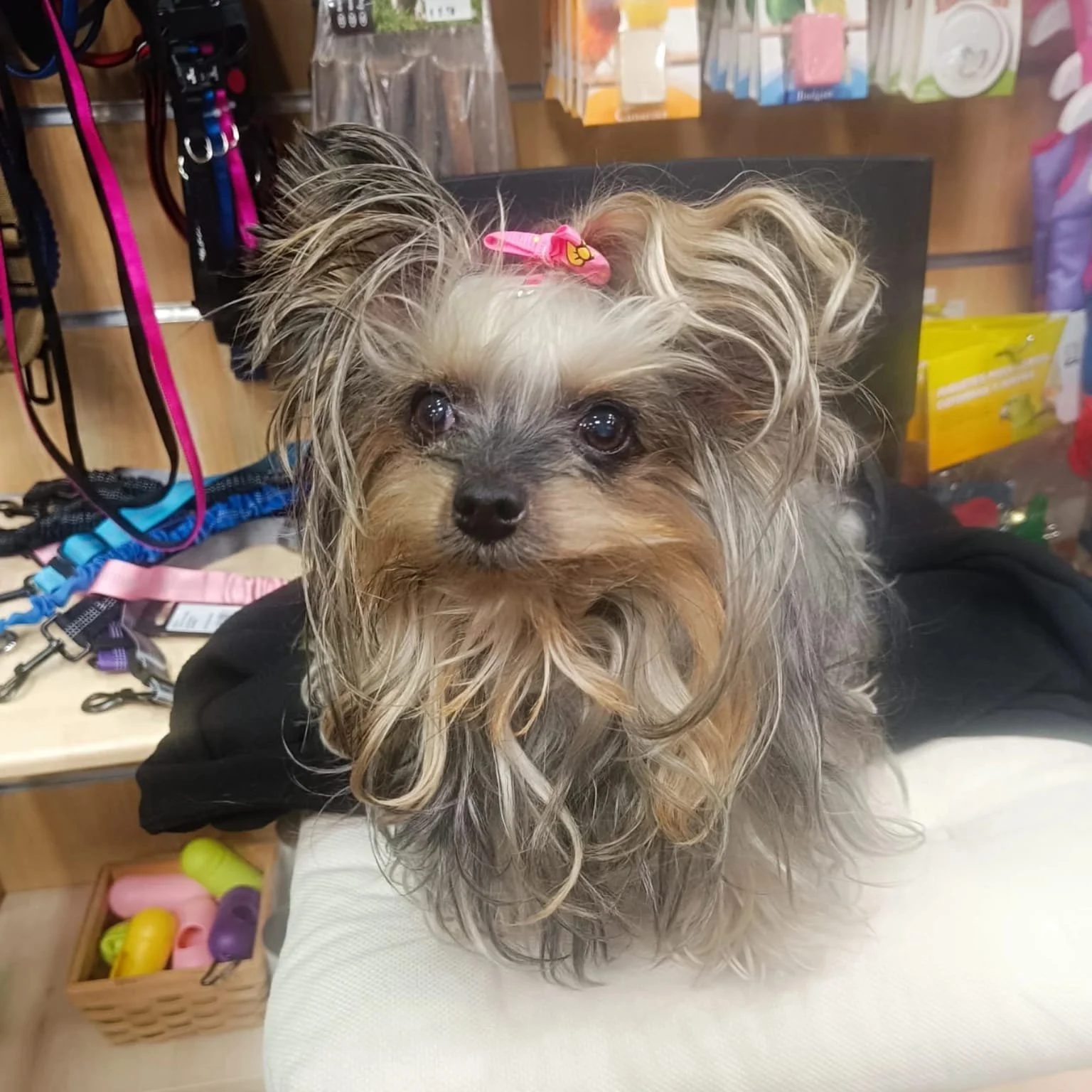 Perro pequeño con pelaje rizado y una cinta rosa en la cabeza, en una tienda de mascotas con accesorios y productos para mascotas.