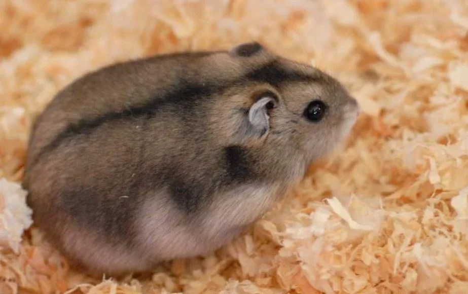 hamster-ruso.webp