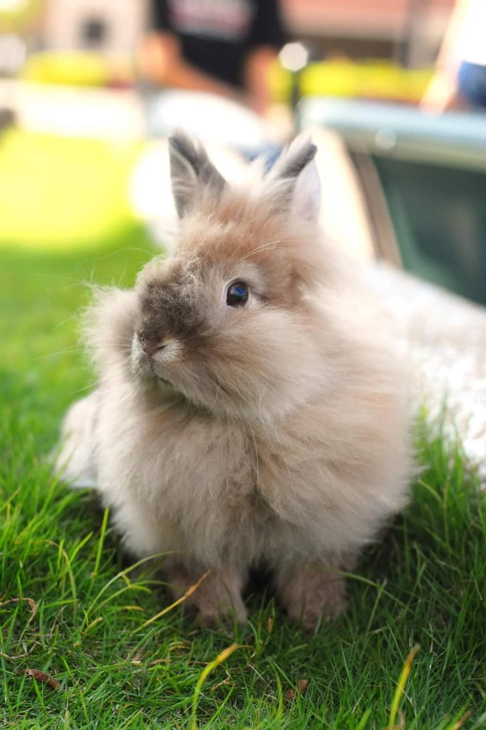 conejo-de-angora_41ef70c9_230830104909_1000x1501.jpg