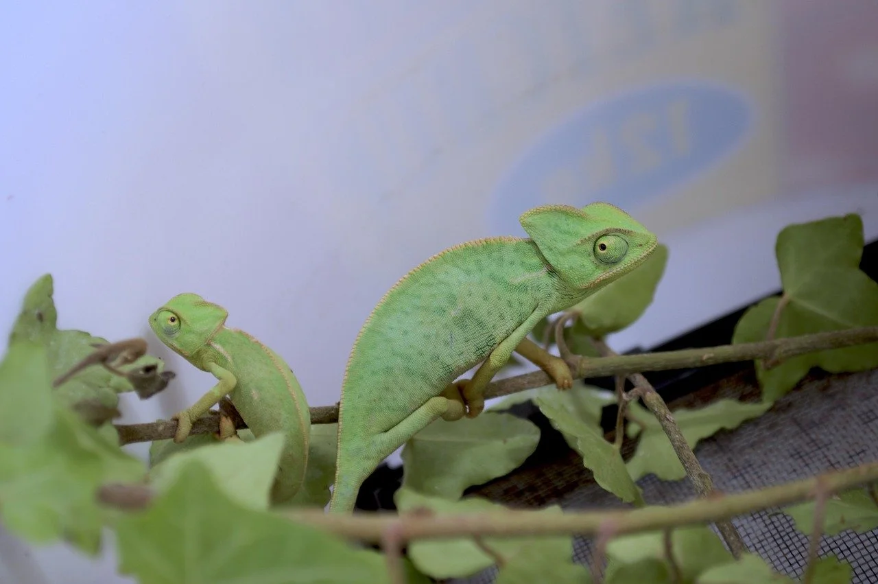 yemen-chameleon-3221437_1280.jpg