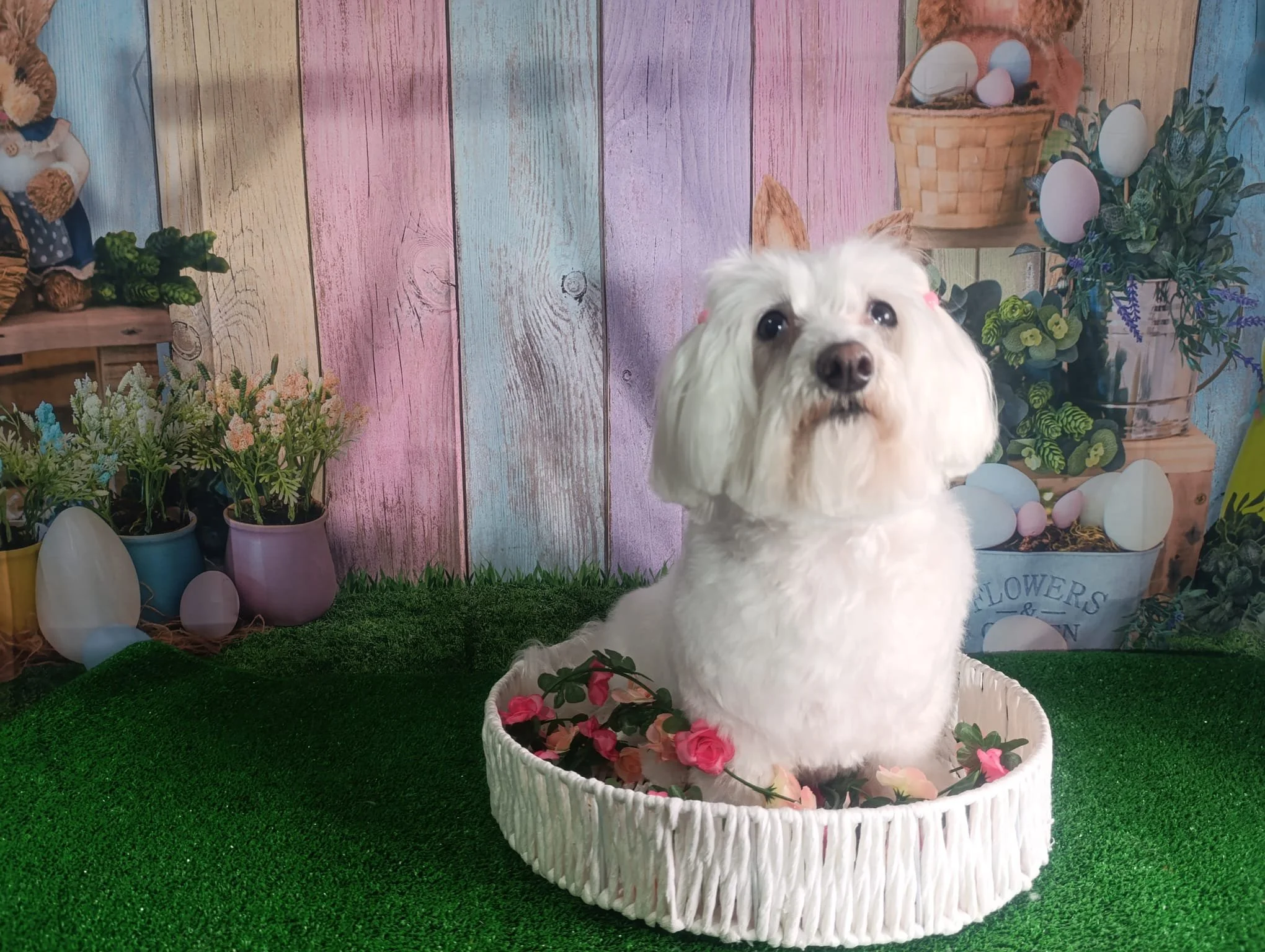 Perro blanco pequeño en canasta con flores, en fondo colorido con decoraciones de Pascua y plantas.