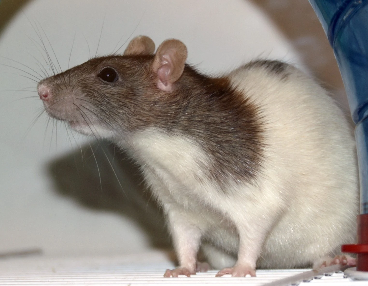 Rata Dumbo (Rattus Norvegicus Domestica)
