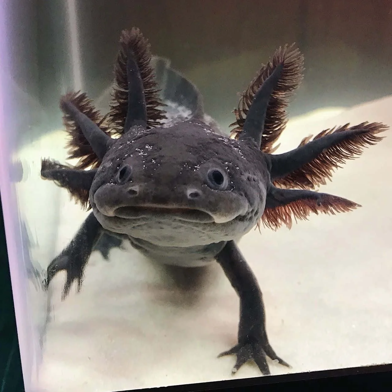 cute-axolotl-pictures-z18bhehddbgmmlc3.jpg