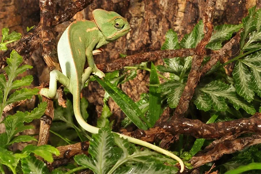 Camaleón del Yemen (Chamaleo Calyptratus)