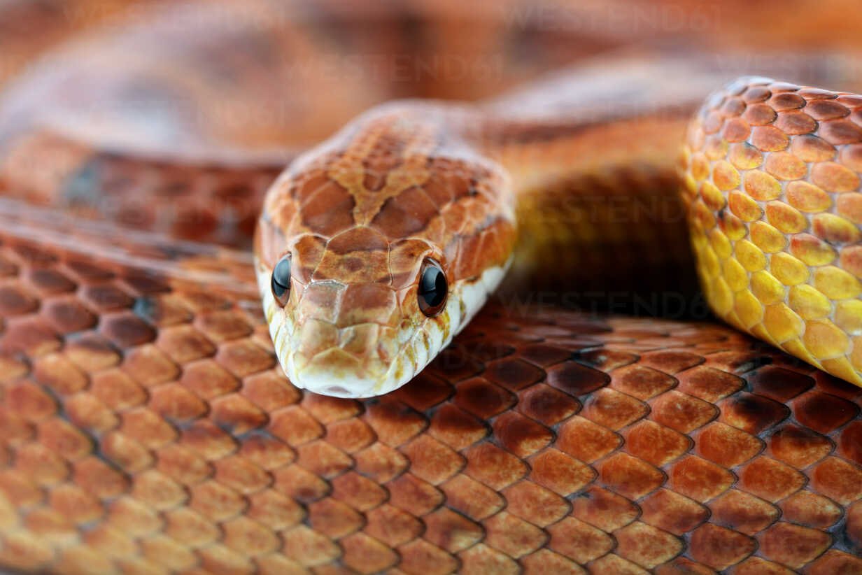 Serpiente del maíz (Pantherophis guttata)