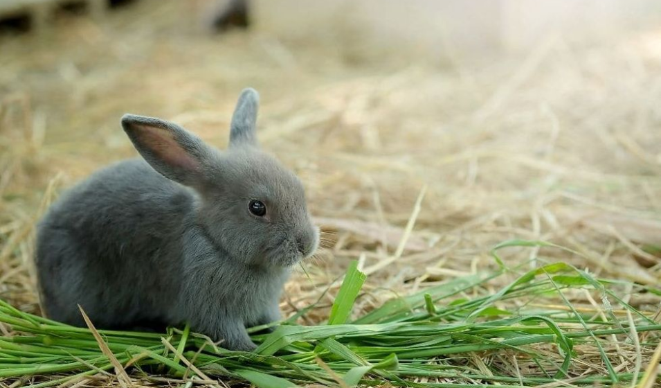 Conejo_enano_5.png