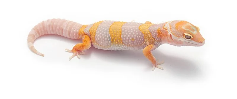 minisaurios-gecko-leopardo-tremper.jpg
