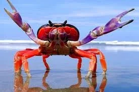 Cangrejo de tierra de patas rojas (Gecarcinus Quadratus)