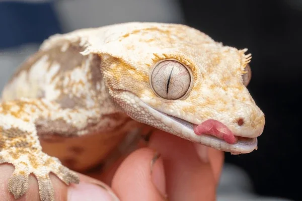 beautiful-lily-white-crested-gecko-600nw-2501551559.webp