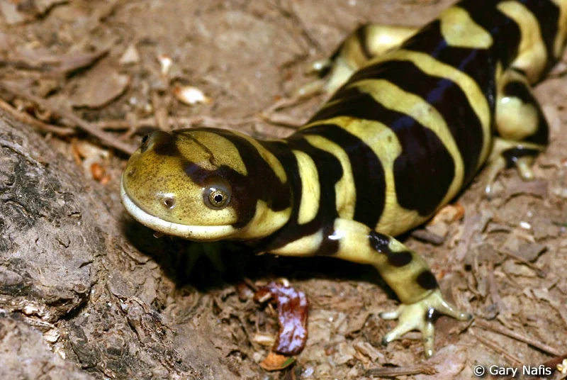 Salamandra tigre (Ambystoma tigrinum)