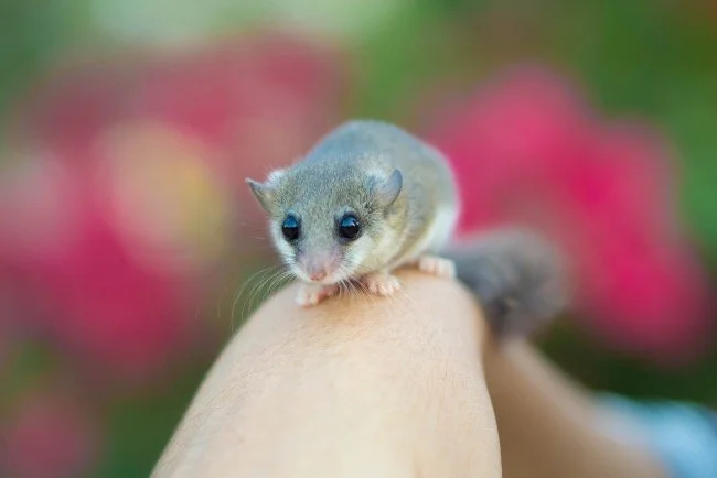 Lirón africano mosaico (Graphiurus murinus)
