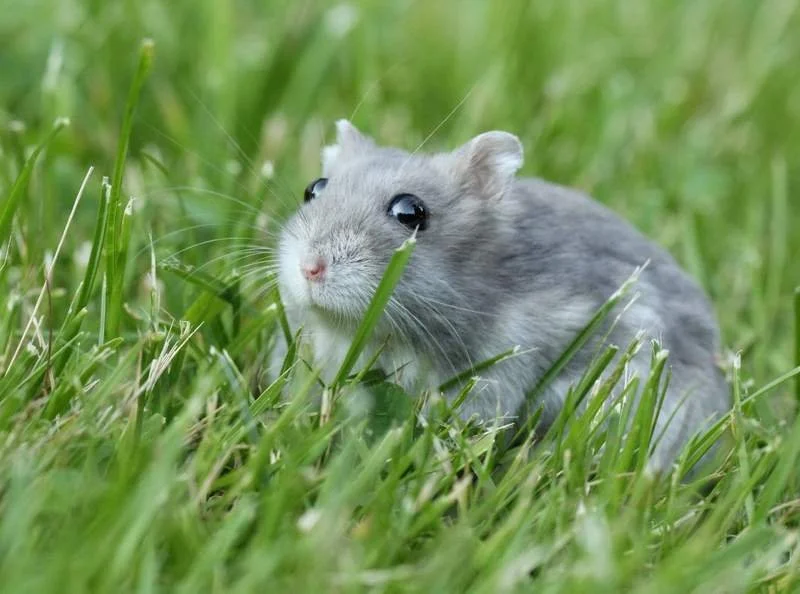 Hámster ruso (Phodopus Sungorus)
