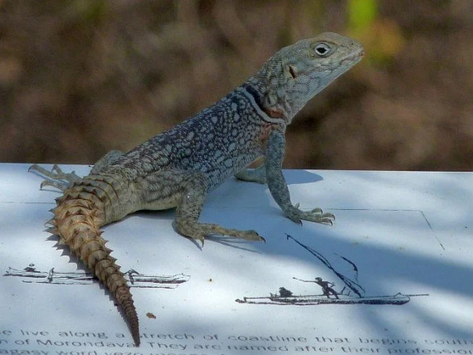 Lagarto de cola espinosa (Oplurus cyclurus)