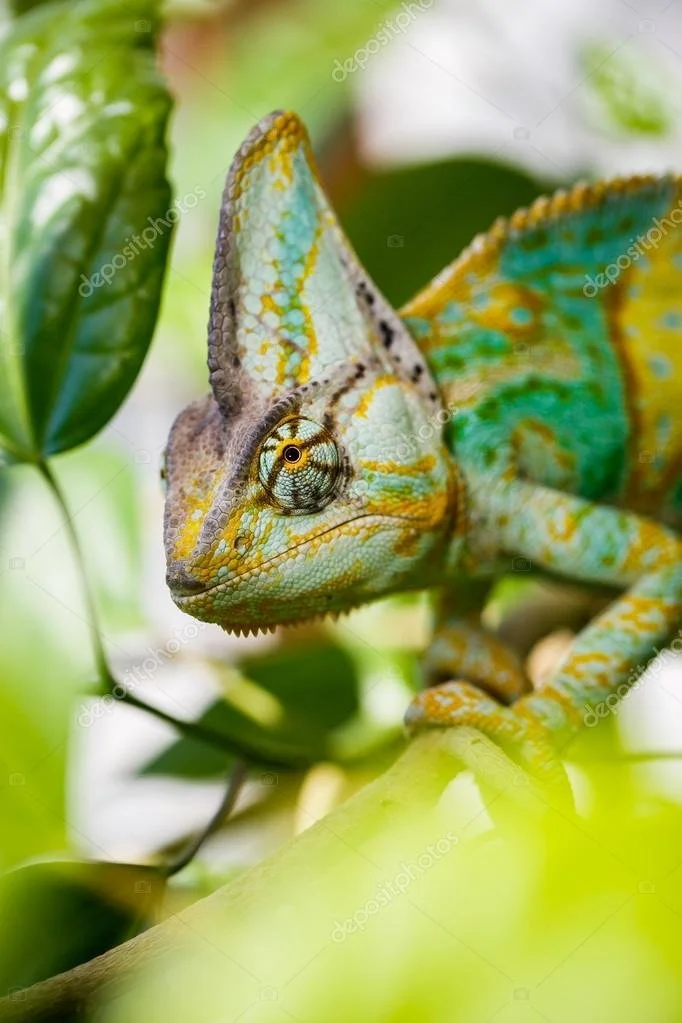 depositphotos_77132537-stock-photo-yemen-chameleon.jpg