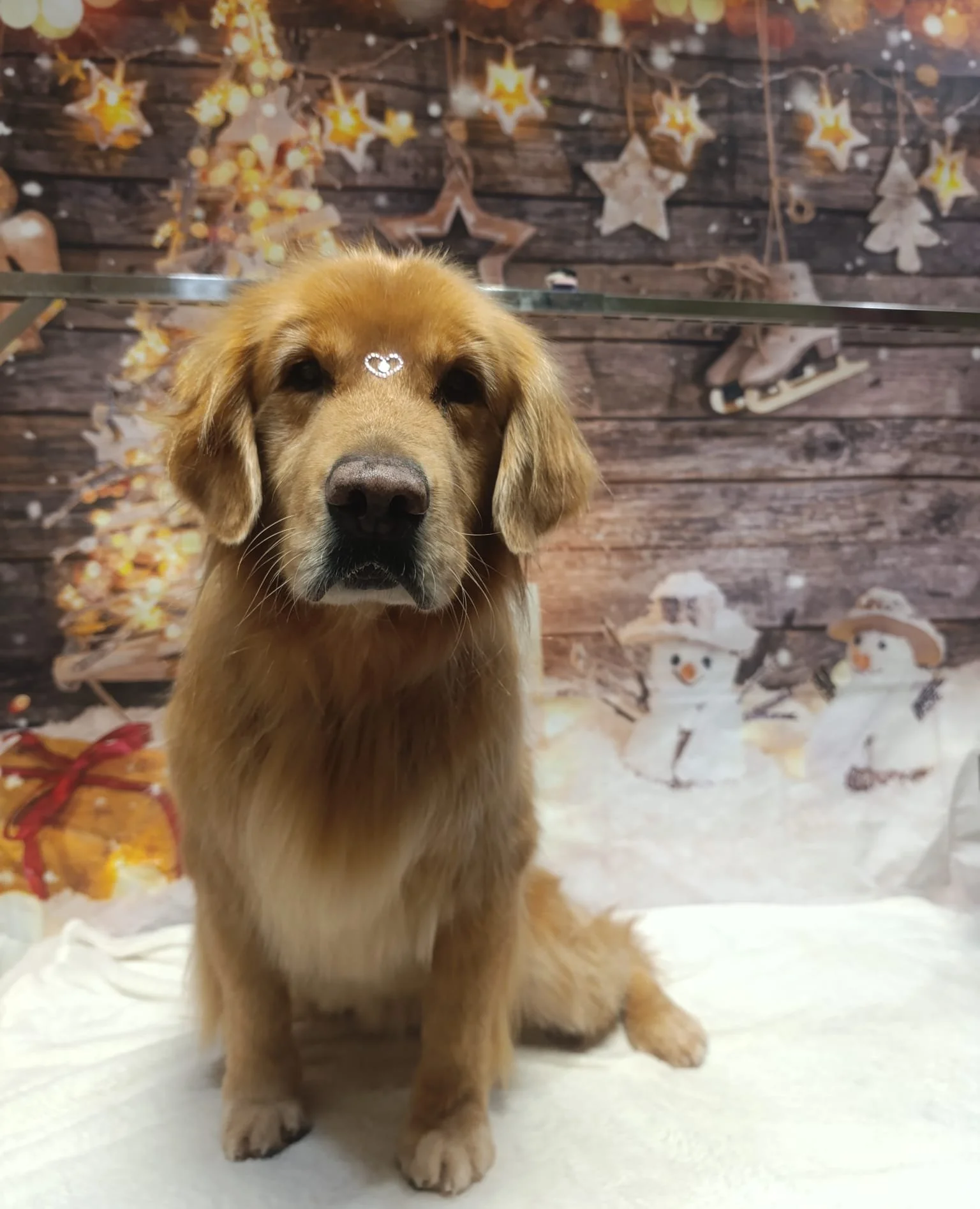 Perro golden retriever con adornos navideños en la frente, en un ambiente decorado con temática navideña, con un fondo de madera, estrellas, muñecos de nieve y luces.