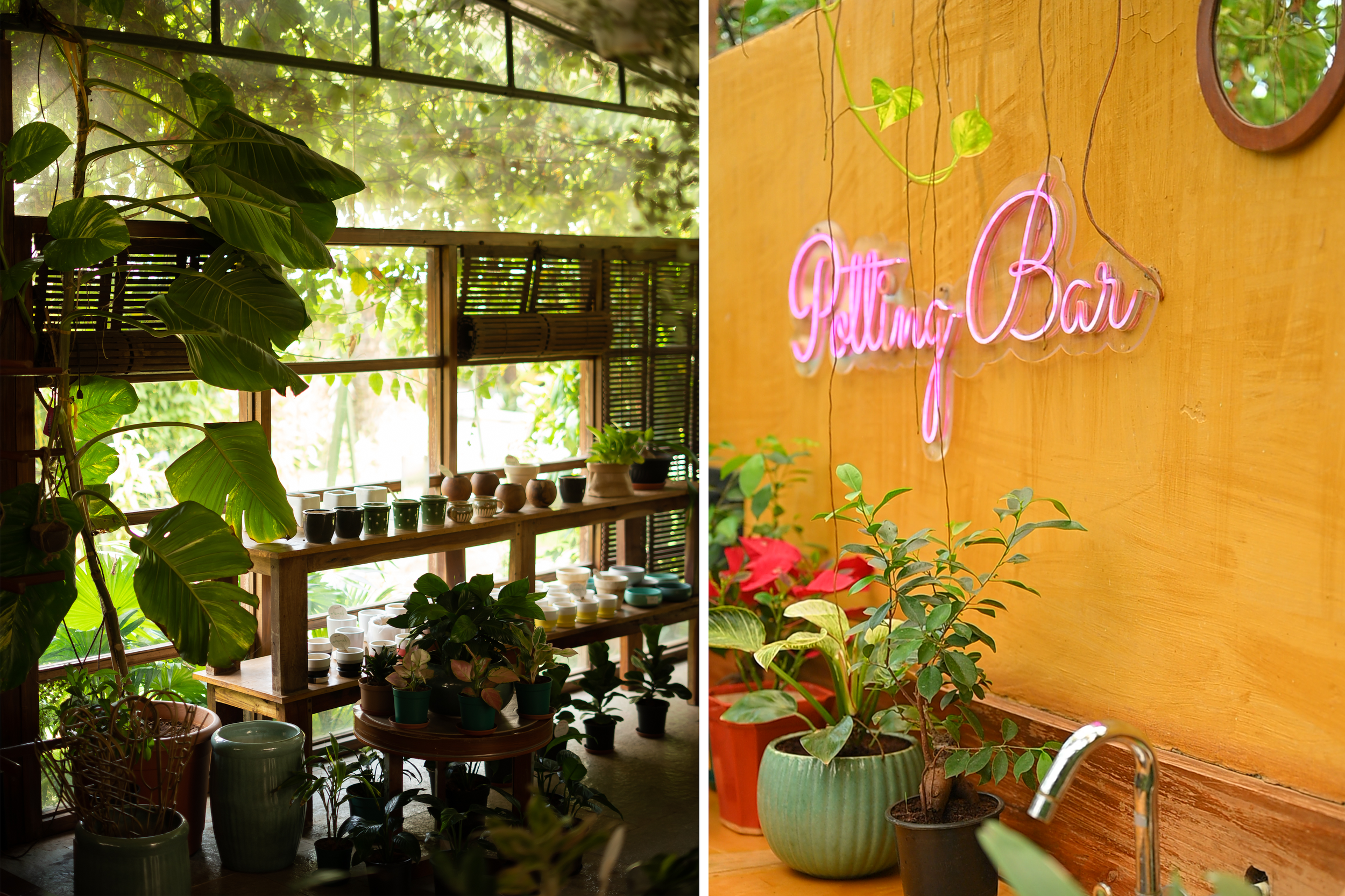 Kensho Karjat India estate nursery and plant boutique with over 100 indoor and outdoor plant varieties, DIY potting bar, and plant-styling services for hands-on greenery experiences