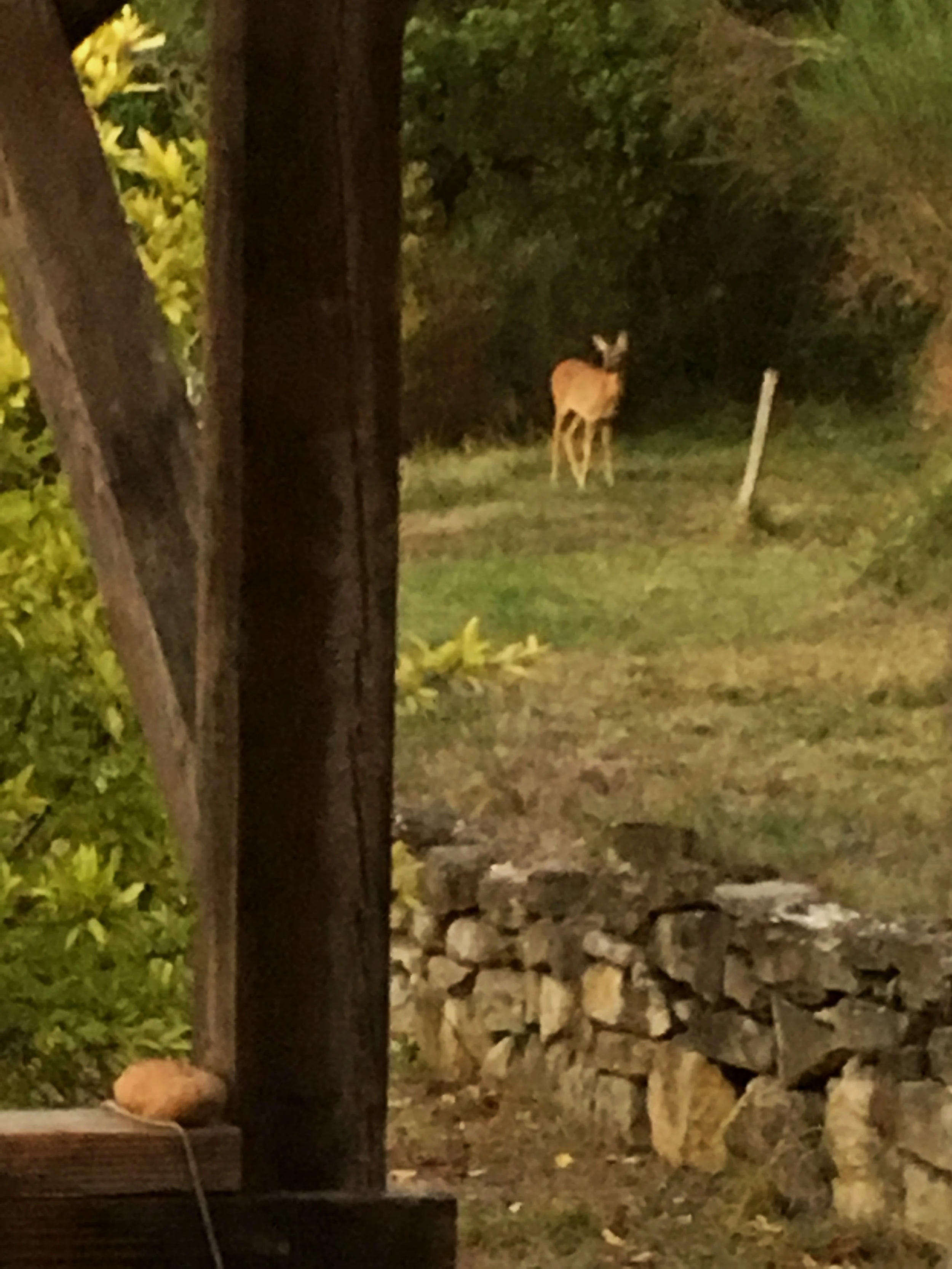 Young deer in green woodland, seen through the wooden frame of a rural house.