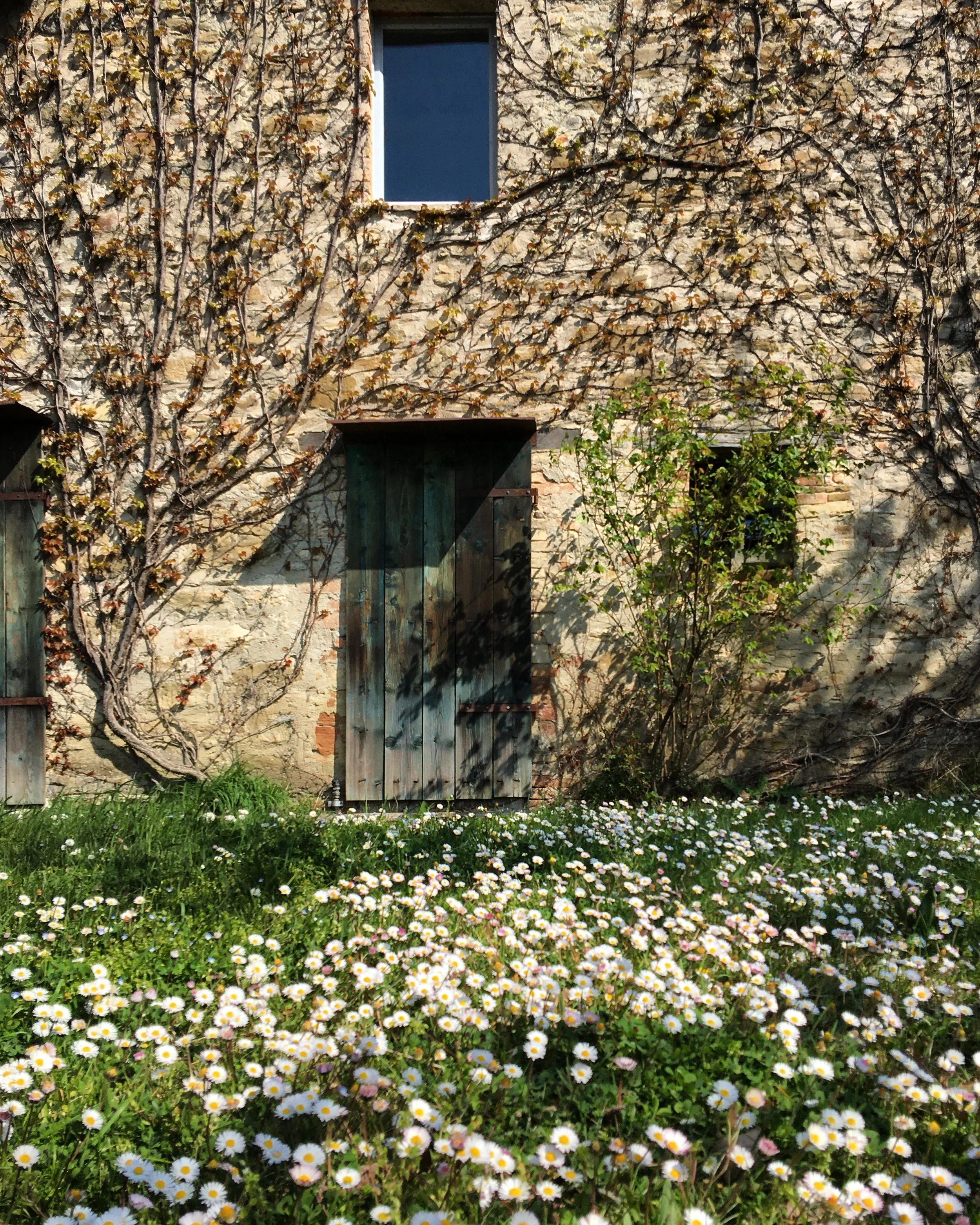 Field of daisies before a stone wall with ivy and farmhouse door in Umbria.