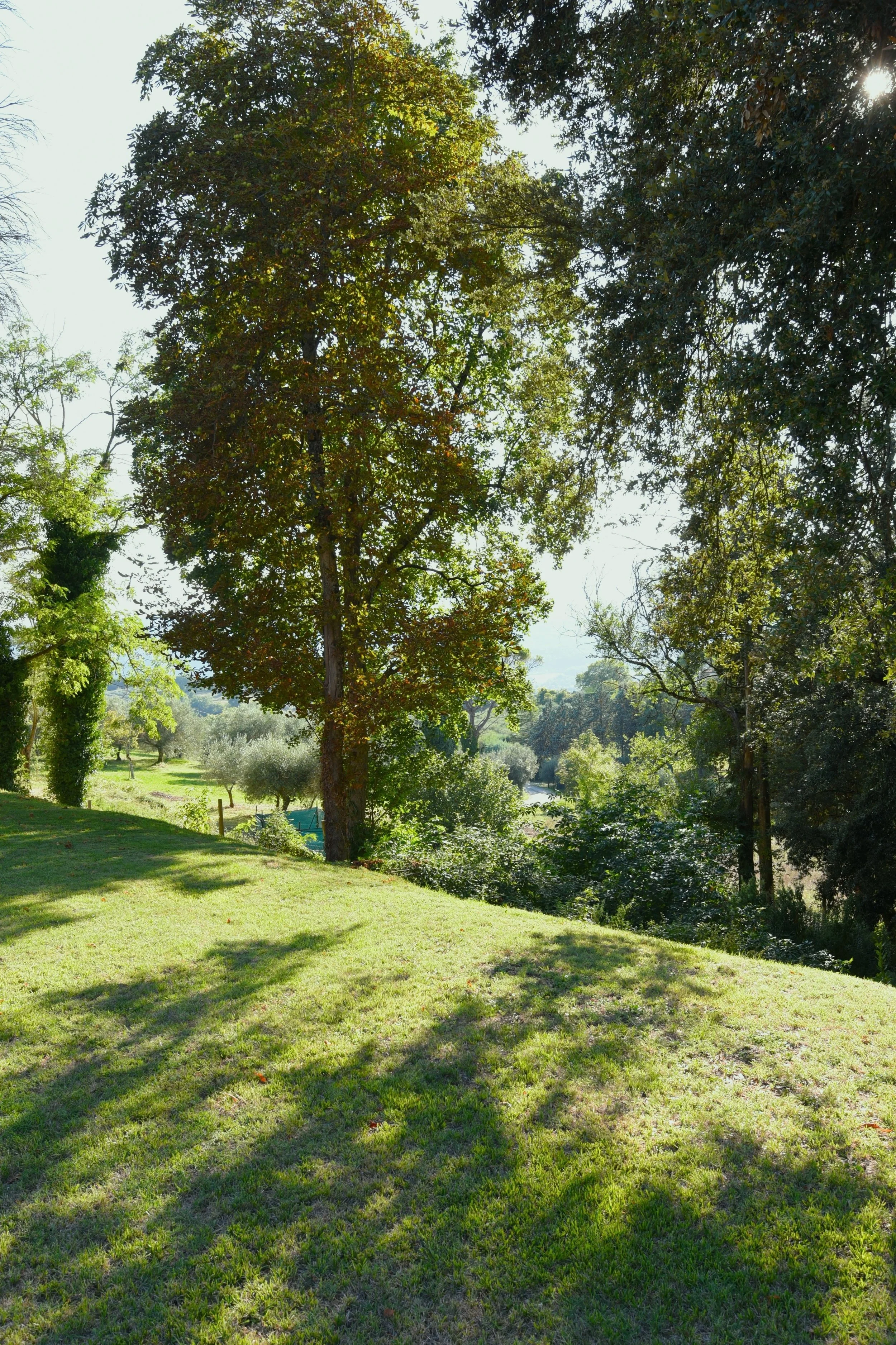 Sunlit well-kept lawn with tall countryside trees in Umbria.