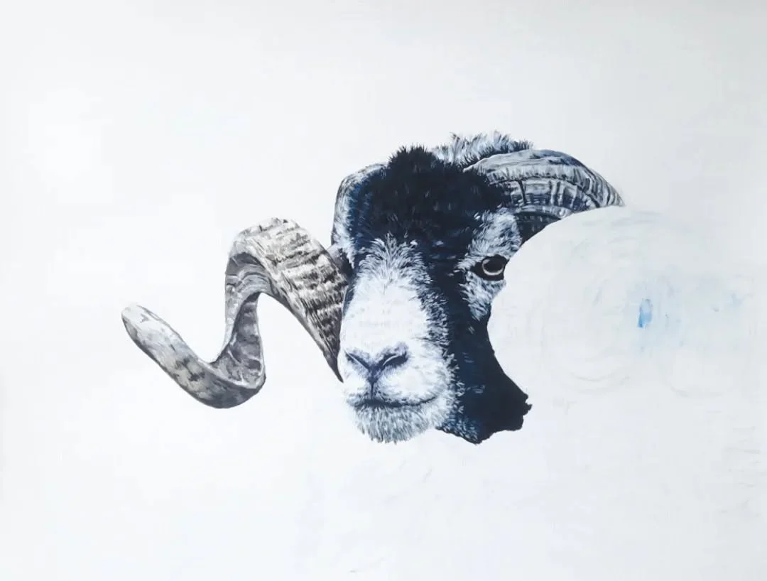 Halfway on the sheep 🐑 

#sheep #swaledalesheep #yorkshiresheep #yorkshiredales #yorkshirelovers #farminglife🌾👨&zwj;🌾 #countrysidewalks