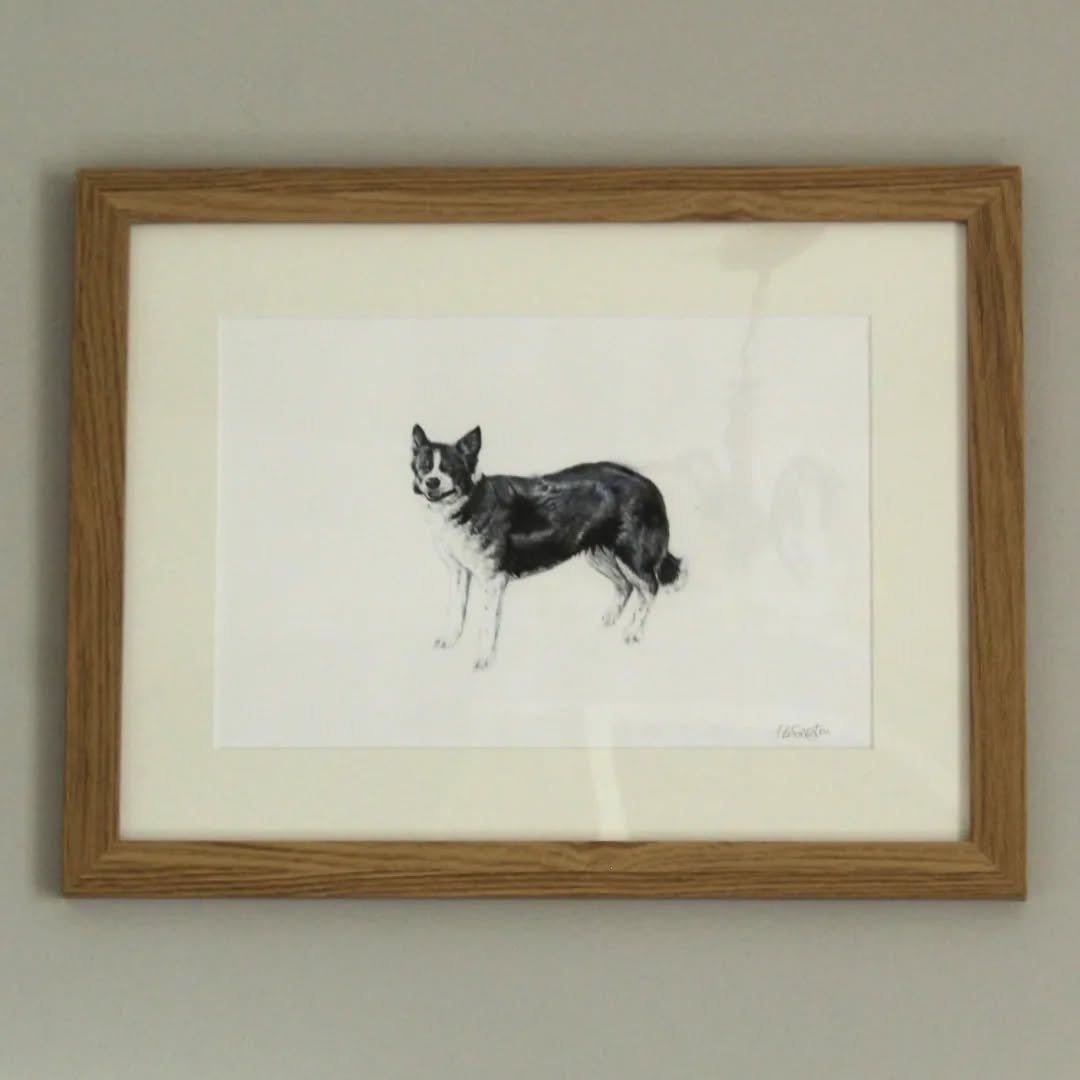 A commission that I did 🐾

#collielove #bordercollie #sheepdog #sheepdogsdaily #englishsheepdog