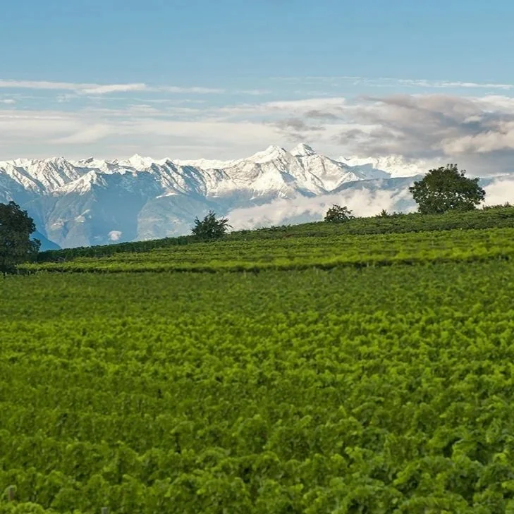 A lush green vineyard with trees and snow-capped mountains in the background under a partly cloudy sky.
