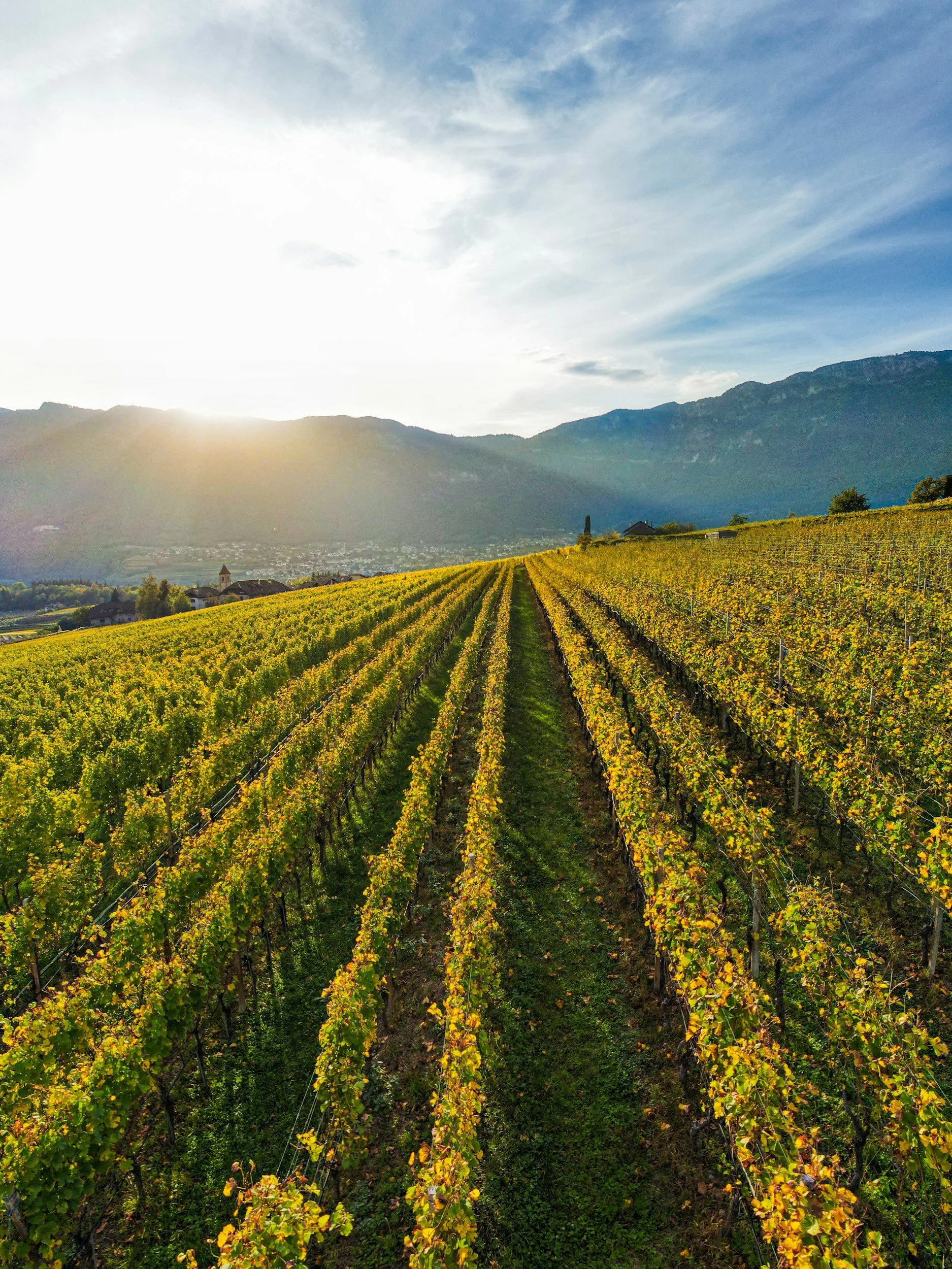 Vineyard with rows of grapevines on a hillside under a partly cloudy sky, mountains in the background, and the sun partially obscured by clouds.