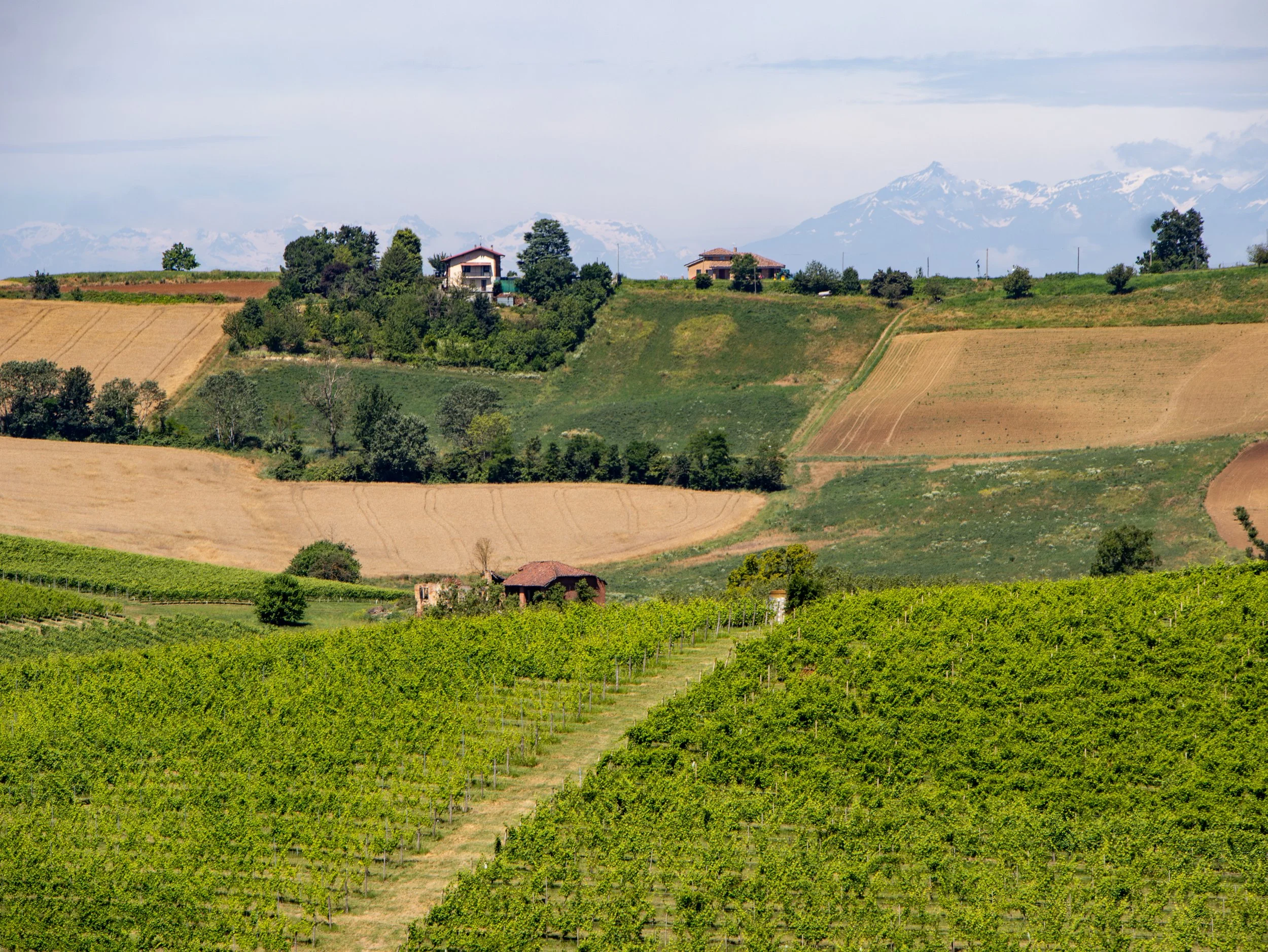 A bunch of green grapes hanging from a vine surrounded by green leaves in sunlight.